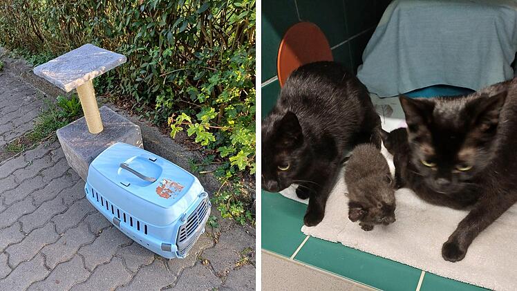 Tierheim Lichtenfels: Gleich fünf Katzen ausgesetzt - "sowas muss man den Tieren nicht antun"