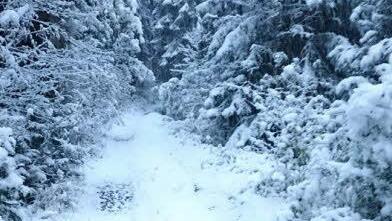 Gassi gehen im "Winterwald" bei Ludwigsstadt. Foto: A. Großmann