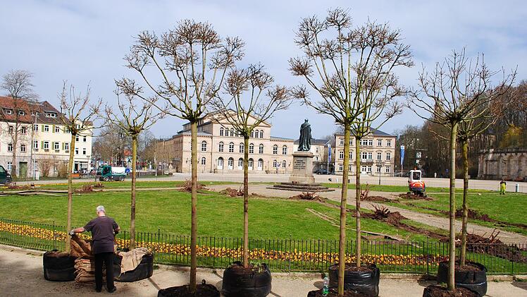 Die neuen Ahorne wurden zuerst vor dem Rondell geparkt.