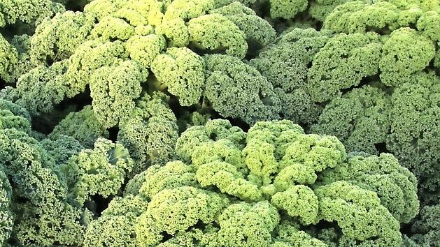 Grünkohl auf einem Feld in Bamberg. Foto: Sebastian Schanz