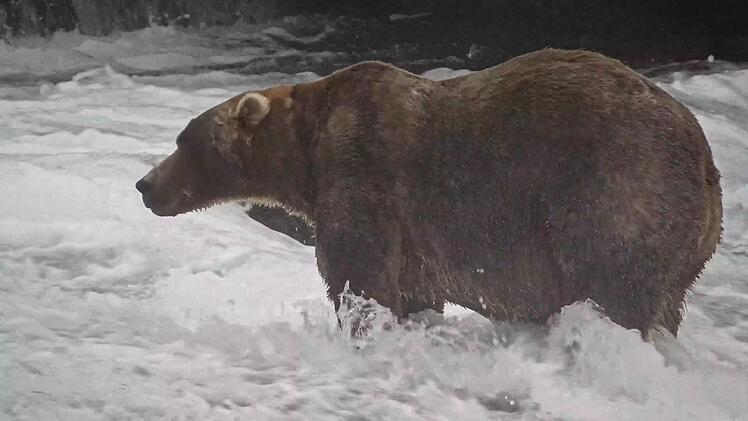 &laquo;Fat Bear&raquo;-Wahl in Alaska