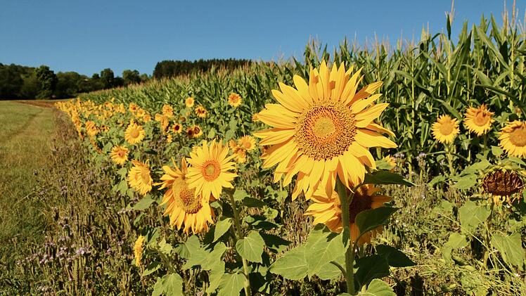 Bl&uuml;hstreifen um ein Maisfeld in der N&auml;he von HimmelkronAdriane Lochner