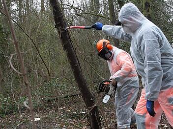 Rußrindenkranheit: Kranke Ahornbäume werden entfernt