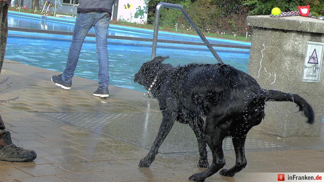 Hundebadetag im Freibad Eltmann
