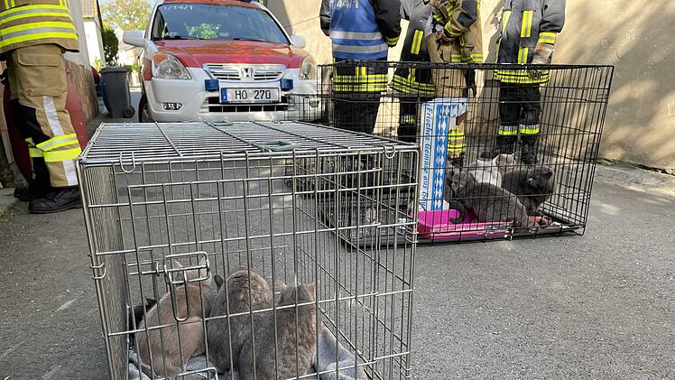 Zimmerbrand in Wohnhaus: Mehrere Katzen verendet