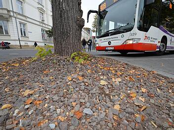 Vor allem in der Innenstadt sind Baumscheiben mit Lavasteinen praktisch an jeder Straßenecke zu finden. Unser Bild zeigt den Busbahnhof an der Promenade.   Fotos: Ronald Rinklef