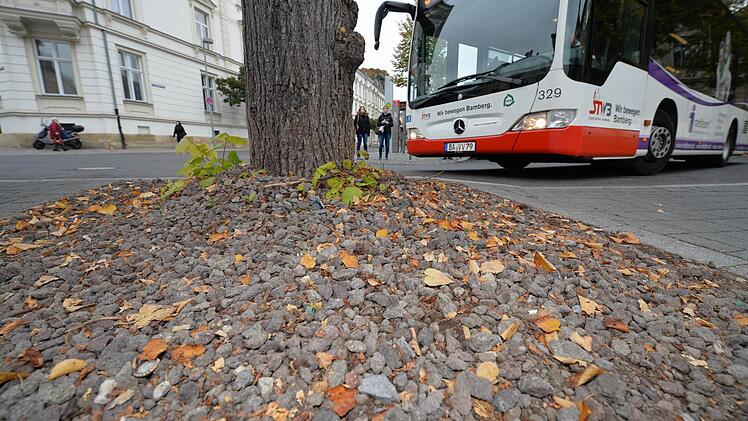 Vor allem in der Innenstadt sind Baumscheiben mit Lavasteinen praktisch an jeder Straßenecke zu finden. Unser Bild zeigt den Busbahnhof an der Promenade.   Fotos: Ronald Rinklef