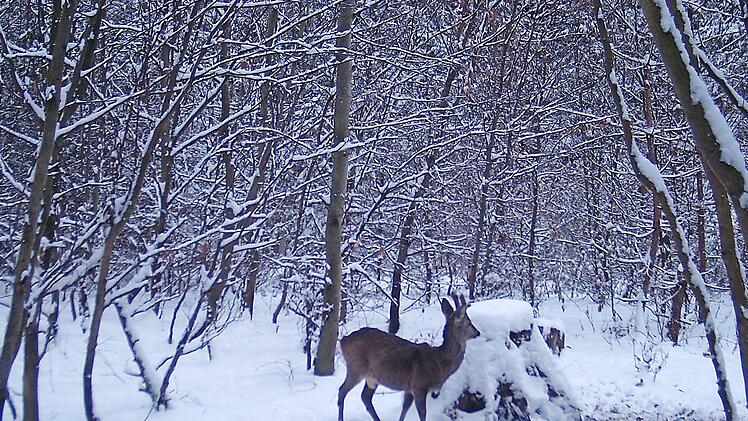 Mit einer Wildkamera hat Jäger Volker Kuhn dieses Bild von einem Rehbock eingefangen, der im verschneitem Wald nach Nahrung sucht. Foto: Volker Kuhn