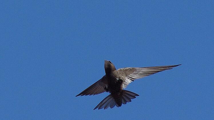 Bamberg: Gro&szlig;es Projekt f&uuml;r Biodiversit&auml;t - Bamberg baut Wohnungen f&uuml;r Mauersegler