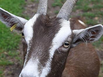 Die Kinder sahen auch Ziegen bei dem Ferienprogramm. Symbolbild: Carmen Jaspersen/dpa