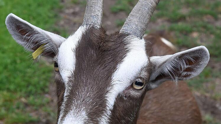 Die Kinder sahen auch Ziegen bei dem Ferienprogramm. Symbolbild: Carmen Jaspersen/dpa