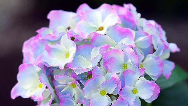 Hortensien z&auml;hlen zu den beliebtesten Pflanzen.