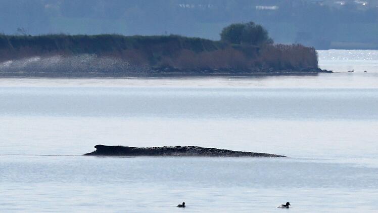 Buckelwal liegt in Wismarer Bucht