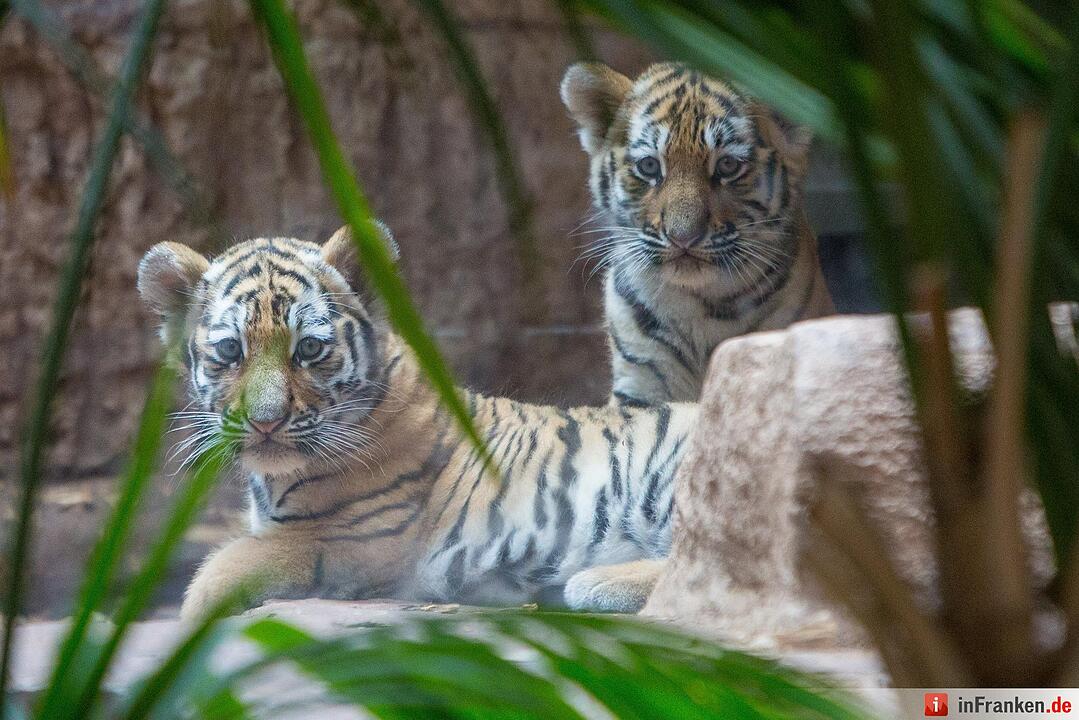 Tigergarten Nürnberg: Nachwuchs bei den Sibirischen Tigern