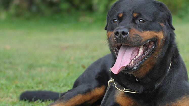 Ein Rottweiler verletzte am Samstagnachmittag auf einer Wiese bei Nackendorf im Landkreis Erlangen-Höchstadt einen 5-jährigen Jungen, als dieser aus Angst vor dem Hund davonlief. Symbolbild: Franziska Kraufmann dpa.