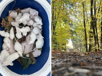 Tierschutzverein Schwabach "fassungslos": Hilflose Tiere im Wald "dem Tod &uuml;berlassen"