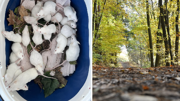 Tierschutzverein Schwabach "fassungslos": Hilflose Tiere im Wald "dem Tod überlassen"
