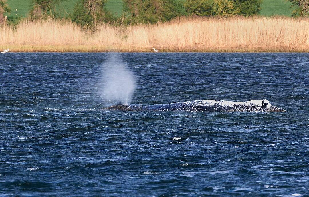 Weitere Entwicklung zum Buckelwal in der Ostsee