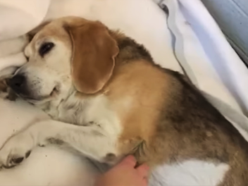 Bamberg: Hündin braucht Zuhause