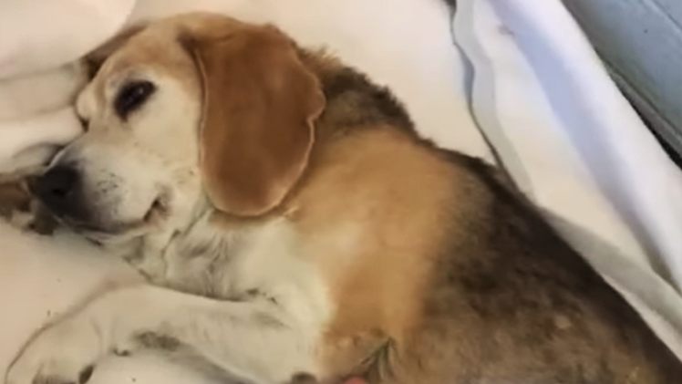 Bamberg: Hündin braucht Zuhause