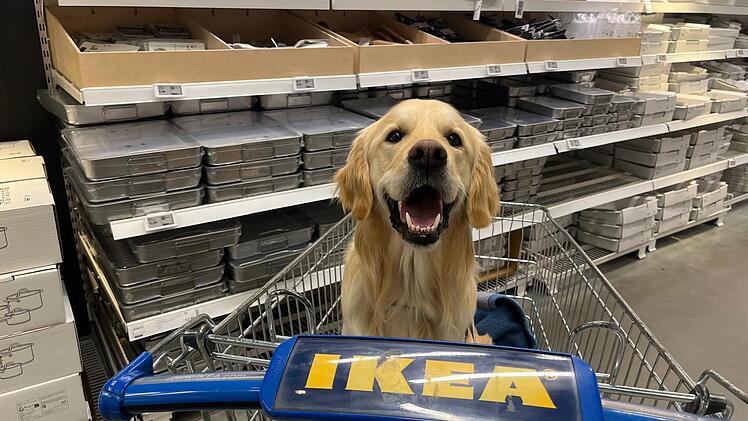 Ikea in Fürth erlaubt jetzt Hunde - unter einer Bedingung