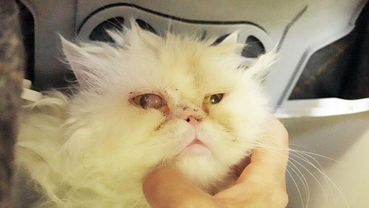 Tierheim Feucht wütend: Kater in Plastiktüte plötzlich vor Kamera - "es siegte die Feigheit"