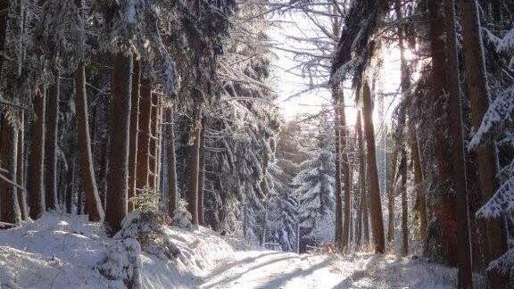 Goldschimmernde Strahlen der Nachmittagssonne auf dem Weg zur Arnoldhütte. Foto: Dieter Seyfarth