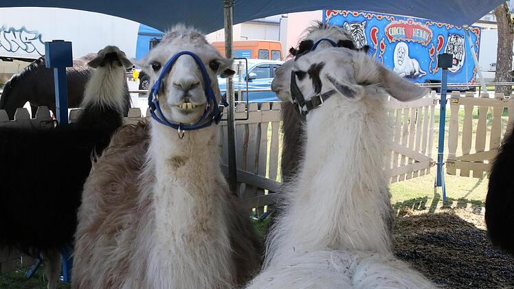 Neugierige Lamas Foto: Wolfgang Desombre