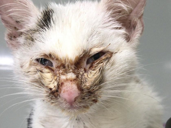 Tierheim Bamberg ist am Limit: Anblick dieser Katzen "bricht uns fast das Herz"