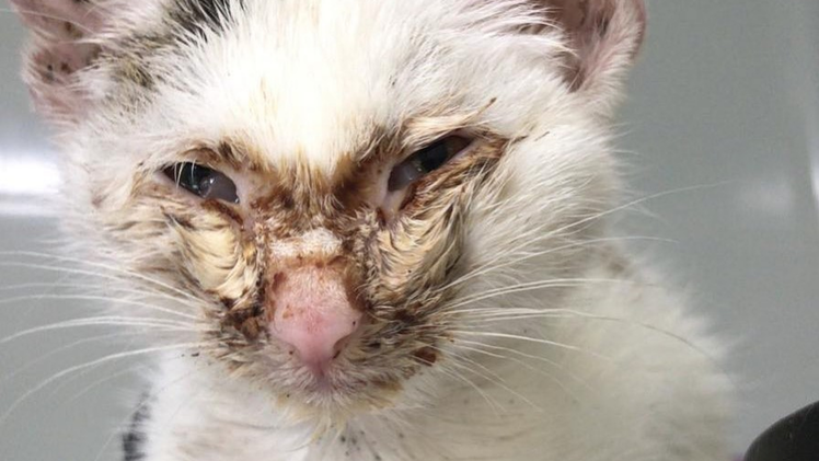 Tierheim Bamberg ist am Limit: Anblick dieser Katzen "bricht uns fast das Herz"