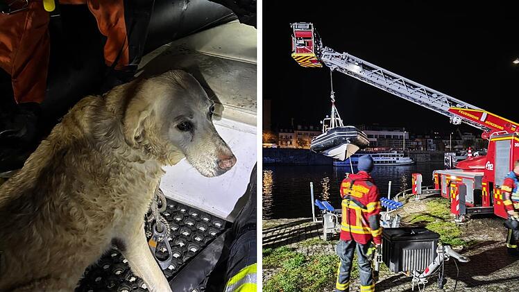 "Hilflos im Main treibender Hund": N&auml;chtlicher Einsatz fordert fr&auml;nkische Feuerwehr