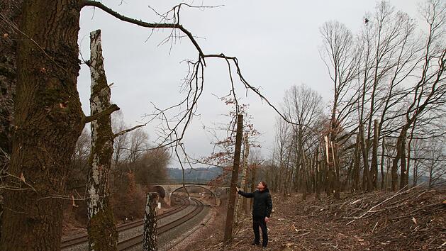 Martin Ammersdörfer ist sprachlos angesichts der Baumleichen, die der Harvester im Auftrag der Deutschen Bahn an der "Schiefen Ebene" auf Höhe von Neuenmarkt hinterlassen hat. Die DB hingegen spricht von einer nötigen Sicherheitsmaßnahme und ergänzt: Die Baumskelette dienten Höhlenbrütern wie Spechten als Behausung.Jochen Nützel