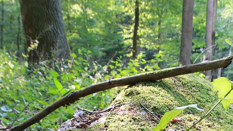 Der Hirschkäfer ist nicht zu übersehen und trotzdem schwer aufzuspüren. Wer einen entdeckt, kann ihn in einem Register melden und Wissenschaftlern dabei helfen, diesen Käfer mit Symbolkraft besser kennenzulernen. Fotos: Carmen Schmitt, Martina Straub, M. Wehner/Archiv