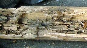 Mit einem Schraubenzieher konnte man diesen morschen Balken aushöhlen.