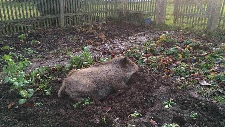 Odin liebt es, den Garten umzuwühlen. Foto: Tobias Wallrapp