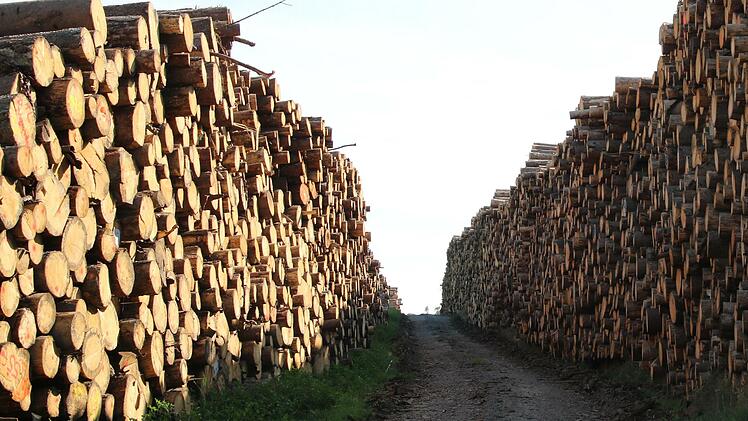 Bis zu acht Meter hoch werden mächtige Baumstämme zu beiden Seiten eines Feldwegs aufgetürmt.