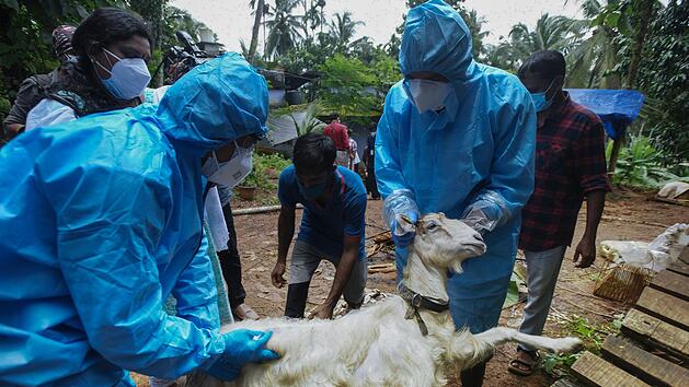 Nipah-Virus in Indien