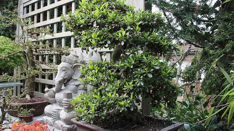 Dieser japanischer Azaleen-Bonsai ist eines der wertvollen Schmuckstücke von Wagners Bonsai-Bäumen.