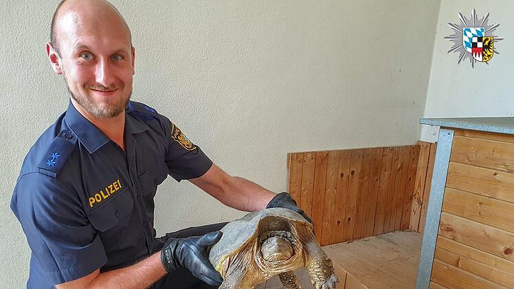 Die zehn Kilogramm schwere Schnappschildkr&ouml;te wurde am Freitagmorgen in die Reptilienauffangstation nach M&uuml;nchen gebracht. Foto: Polizei Mittelfranken