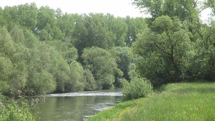 Der Main bei Zapfendorf; unmittelbar neben dem Fluss verläuft der Auenweg. Foto: Matthias Einwag