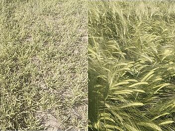 Landkreis Lichtenfels: "Hier ist die Ernte verloren" - Wildgänse fressen Saat der Landwirte ab
