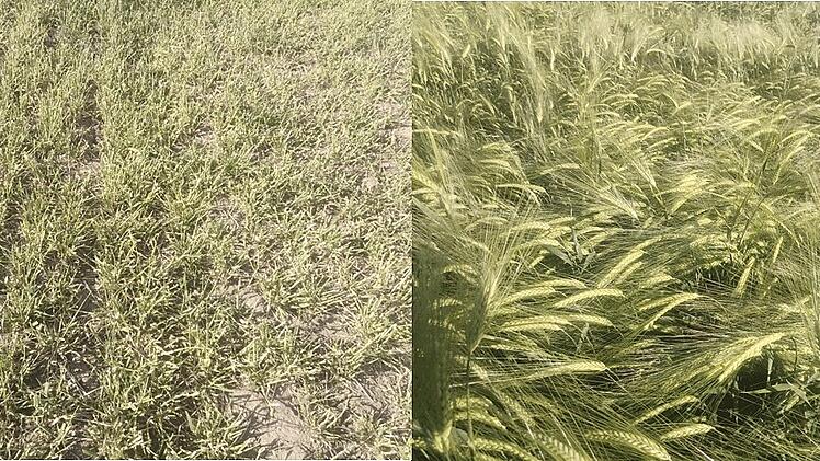 Landkreis Lichtenfels: "Hier ist die Ernte verloren" - Wildgänse fressen Saat der Landwirte ab