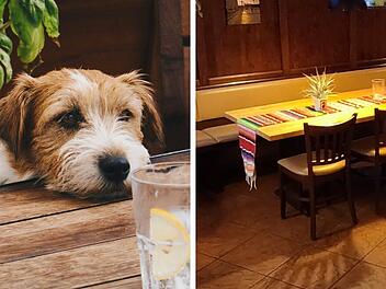 Kreis Lichtenfels: Restaurant-Chef wendet sich an Gäste mit Hunden