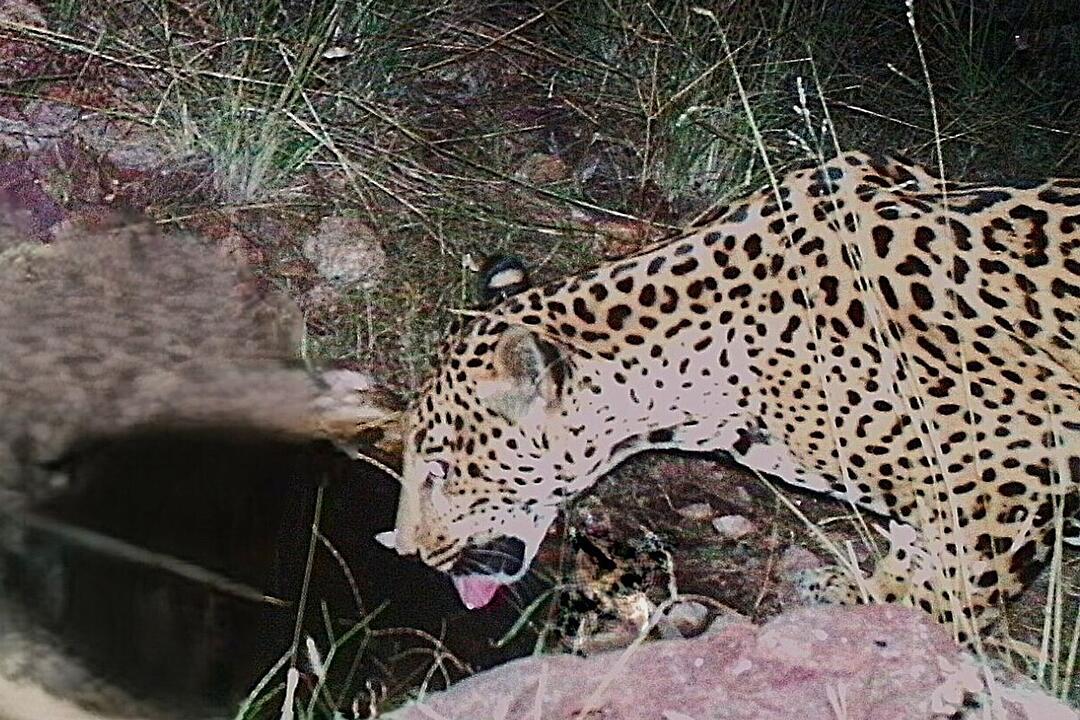 Jaguar in Arizona gesichtet