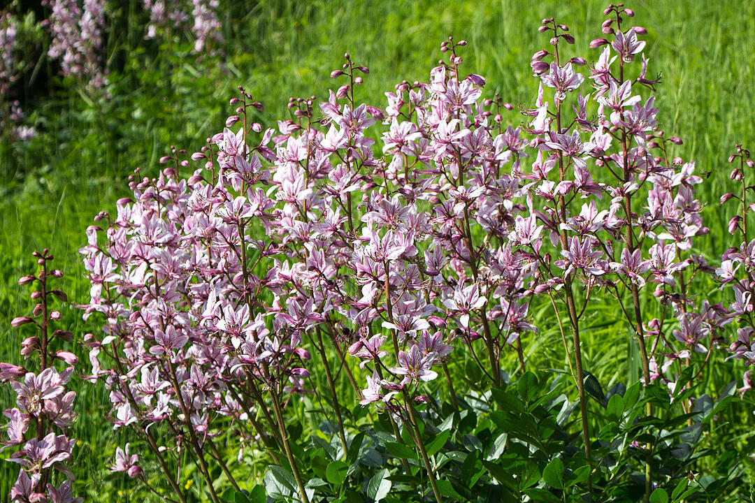 Fotos Konrad Thomann