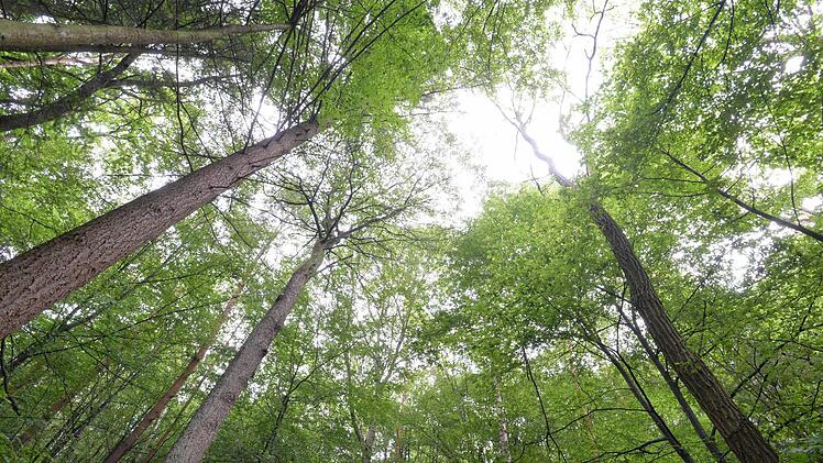 Geschützt - nicht geschützt - doch geschützt? Vor lauter Buchen ist der Steigerwald oft nicht mehr klar zu sehen. Foto: Ronald Rinklef