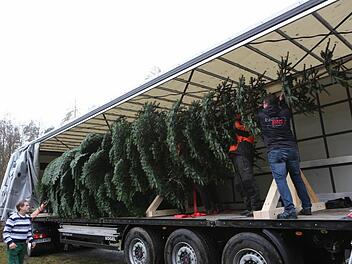 Nach knapp einer Stunde ist es geschafft: Der Weihnachtsbaum für die Queen liegt im Lkw, der ihn nach Großbritannien bringt. Foto: Barbara Herbst