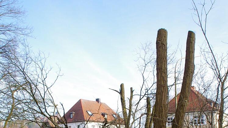 Auf dem VHS-Gelände werden Bäume gefällt. Foto: Marco Meißner