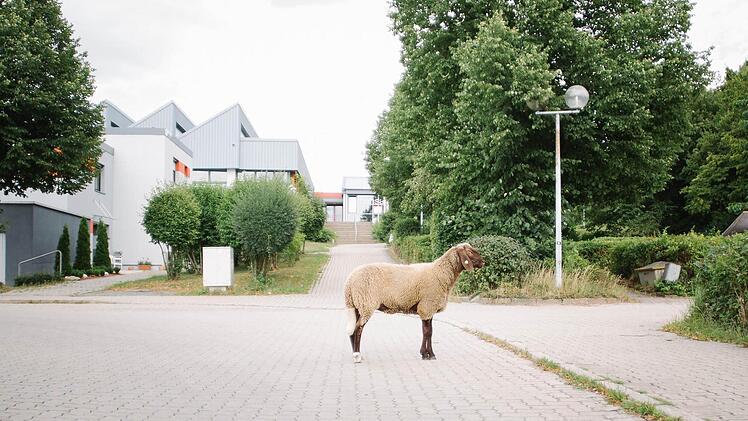Das ausgebüxte Schaf am Schulzentrum