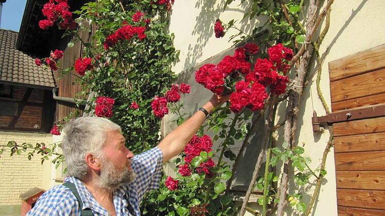 Hans Karl Hertel pflegt mit Leidenschaft seine Rosen